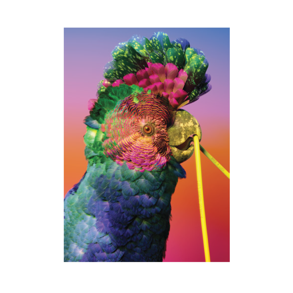 Cockatoo / Poster